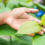 Thailand Legalizes Medical Marijuana And Kratom