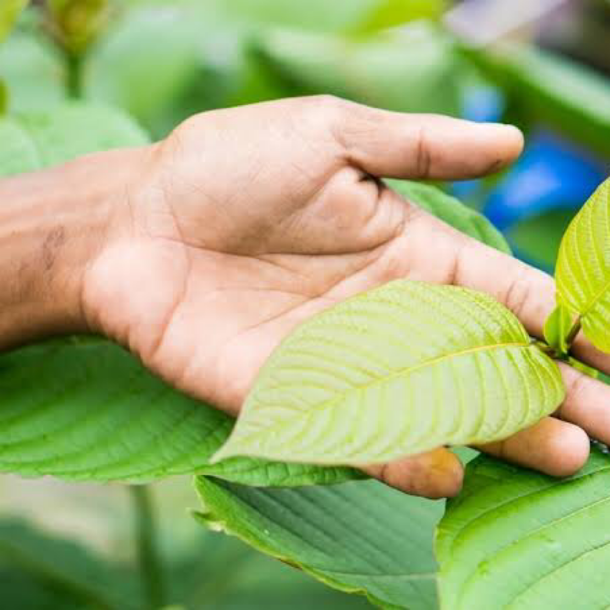 Thailand Legalizes Medical Marijuana And Kratom